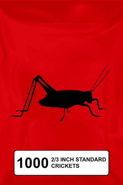 A black silhouette of a cricket on a red background. 