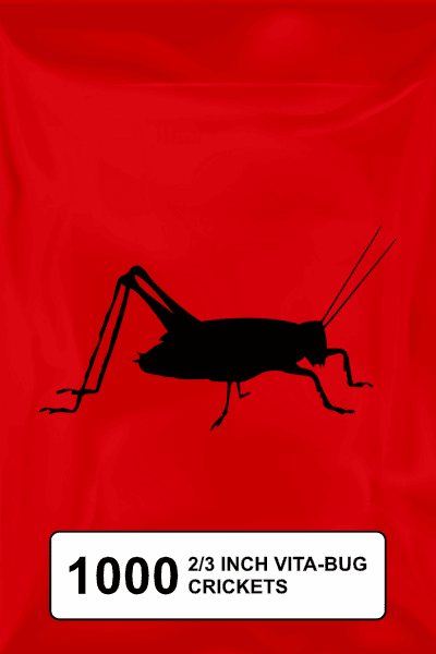 A black silhouette of a cricket on a red background. 