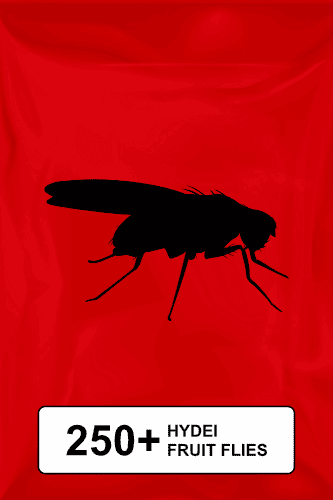 A black silhouette of a fruit fly on a red background.  - Thumbnail 1