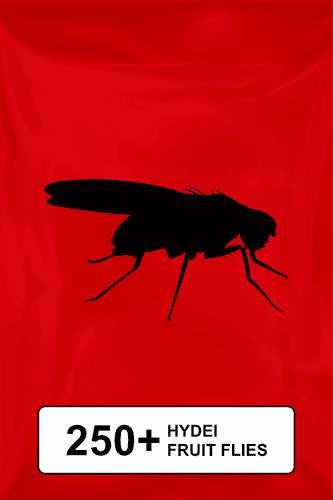 A black silhouette of a fruit fly on a red background. 
