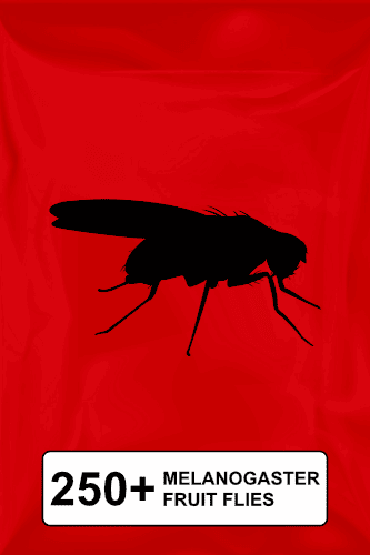 A black silhouette of a fruit fly on a red background. 