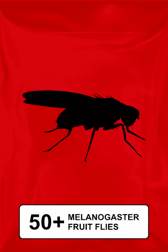 A black silhouette of a fruit fly on a red background. 