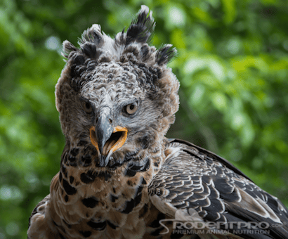 Friends of Texas Wildlife