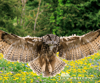 Wildlife Works Inc