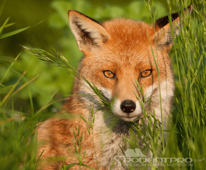 For The Love Of Finn