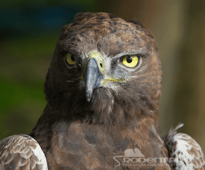 Mississippi Wildlife Rehabilitation Center