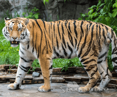 Tiger World Inc.