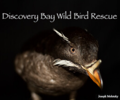 Discovery Bay Wild Bird Rescue