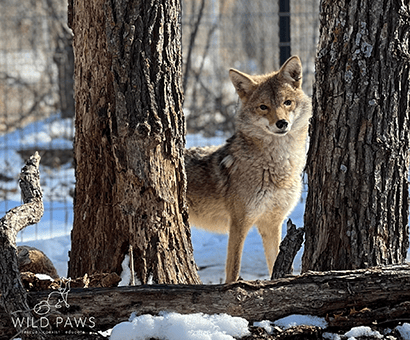 Wild Paws Midwest Animal Sanctuary