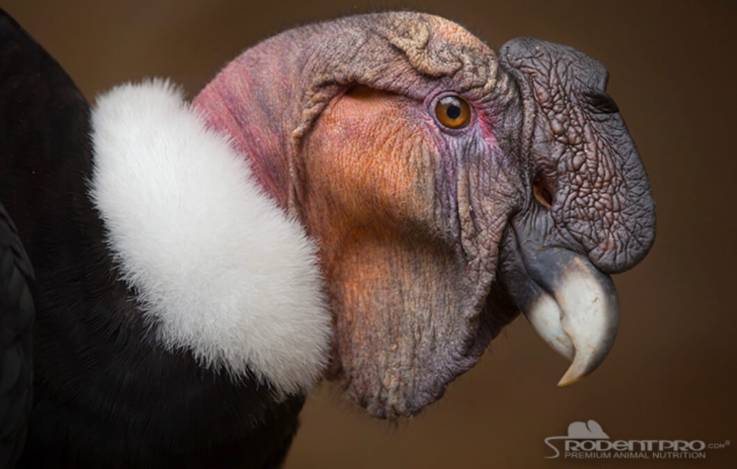 Andean Condor