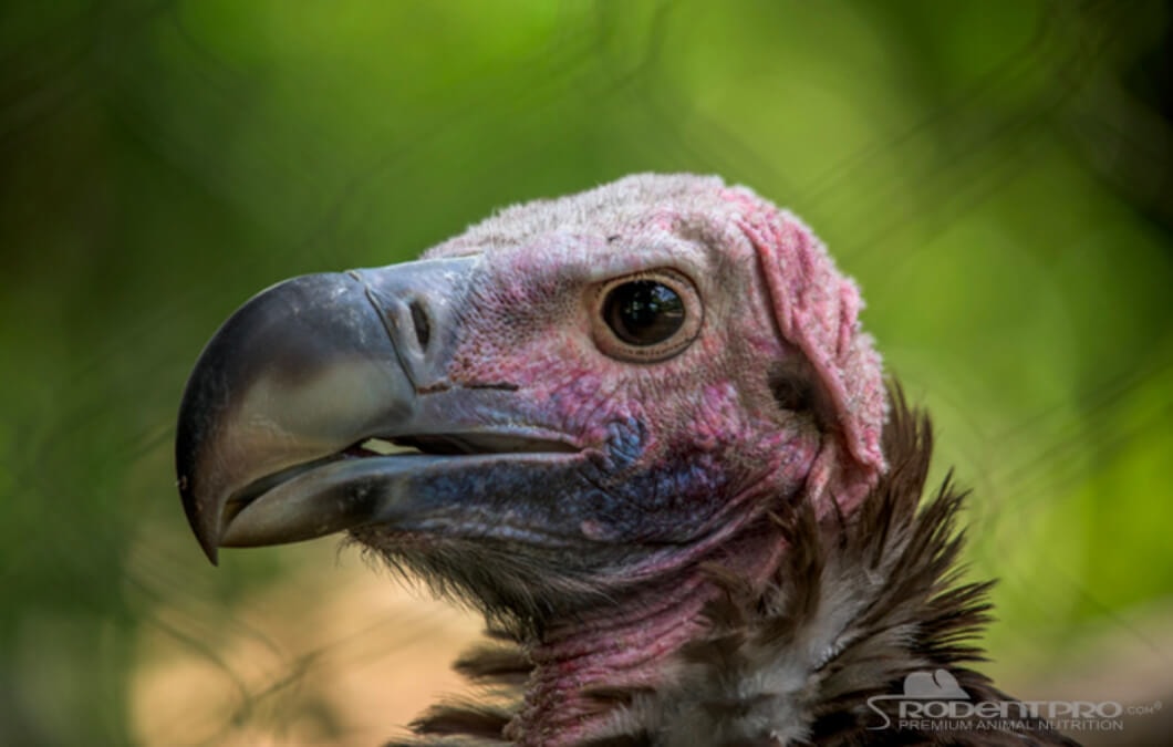 Lappet Faced Vulture