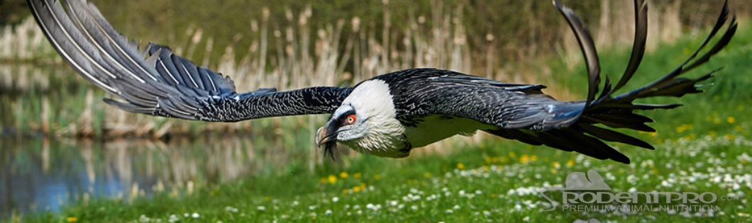 Ten of the Largest Birds of Prey in the World