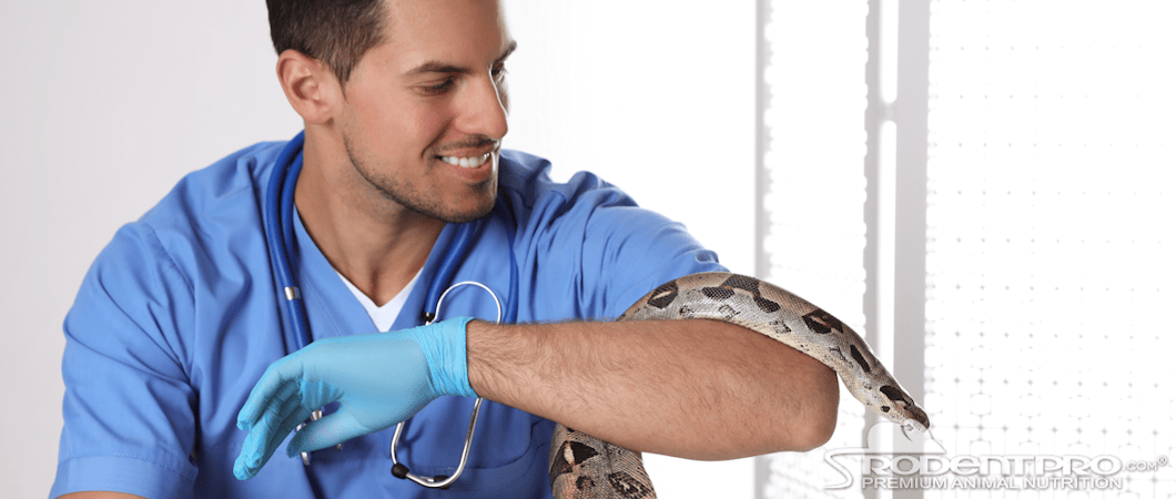 Veterinarian holding a Snake